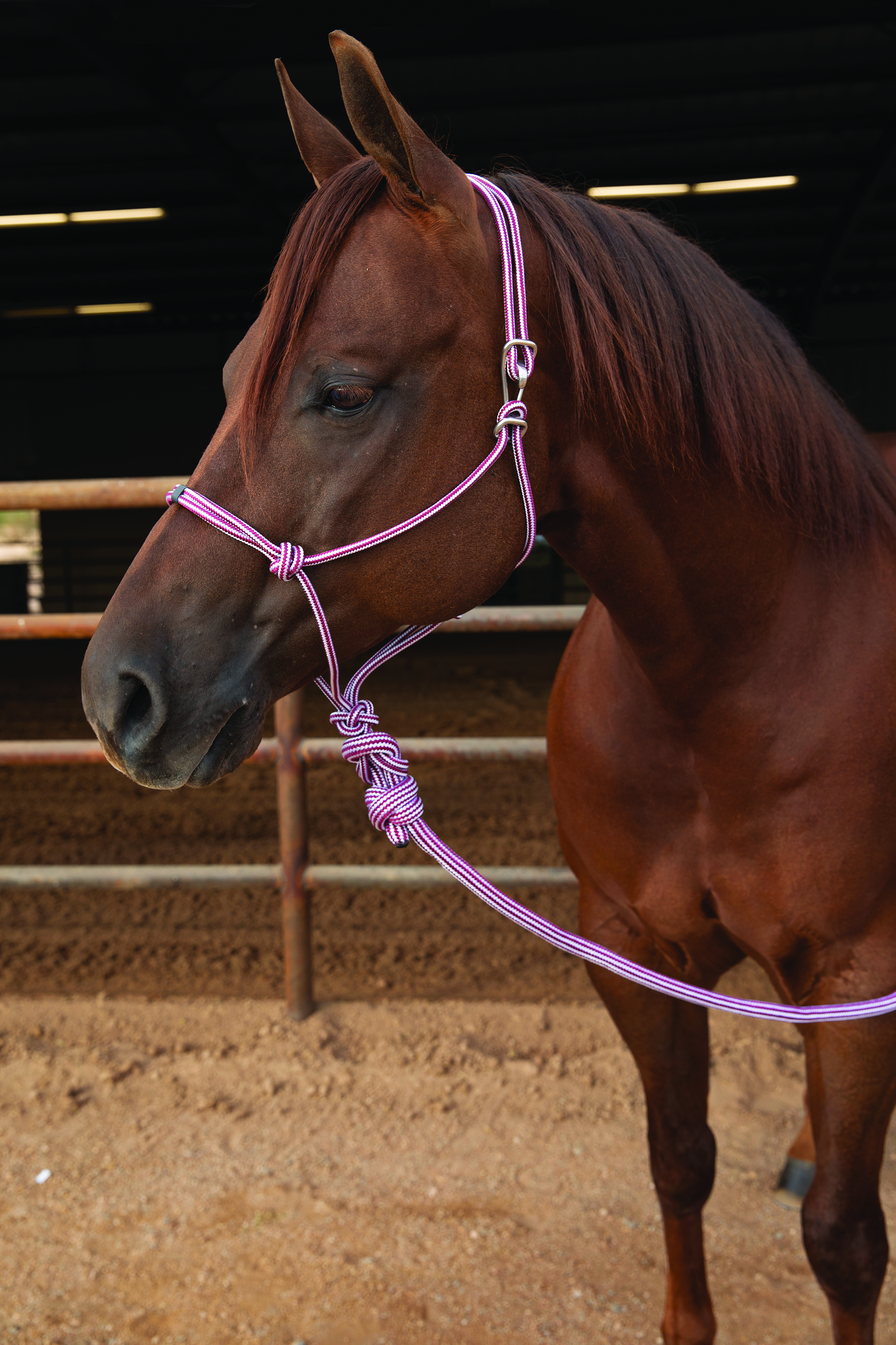 Professionals Choice Ranch Hand Horse Halter and 10' Lead Rope Coral Orange 