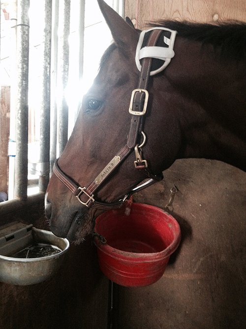James Alliston's Horse Parker relaxing with Professional's Choice Magnetic Poll Piece on.