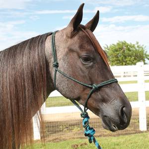 English - Halters, Lead Ropes & Breast Collars