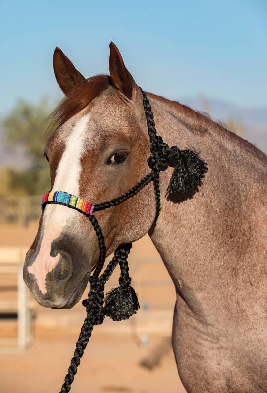 Cob, Black-White Spotted Plain Polypropylene Rope Halters for Grown Horses