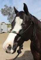 Equisential by Professionals Choice - Beaded Rope Halter 