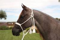 Cowboy Braided Rope Halter