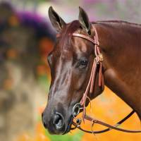 The Bob Avila Collection by Professionals Choice - Bob Avila Double Buckle Headstall with Double Ring Snaffle