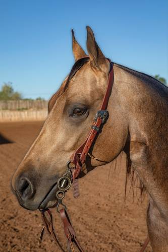 Ranch 3/4” Single Ear Headstalls