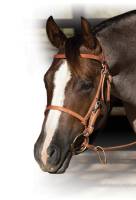 Leather - Halters - Trail Bridle