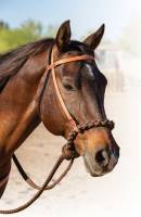 Professional's Choice Schutz Collection - Headstalls - Loping Hackamore