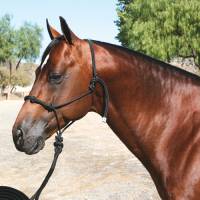 Western - Halters, Lead Ropes & Breast Collars